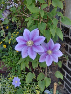 Clematis.jpg