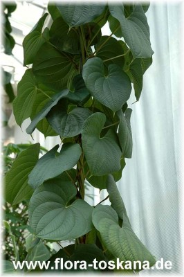 dioscorea_bulbifera_1_-_2360705.jpg