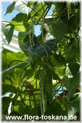 dioscorea_bulbifera_bluete_1_-_260705.jpg