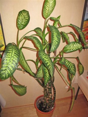 Frgl. Dieffenbachia (1).JPG