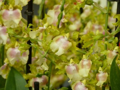 oncidium.jpg