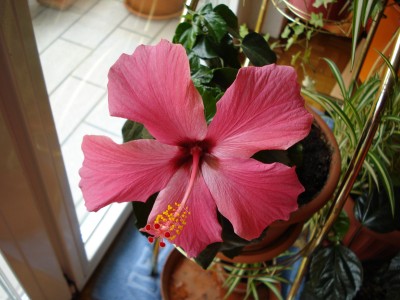 hibiskus.jpg