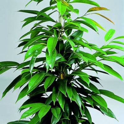 Ficus longifolia Amstel.jpg