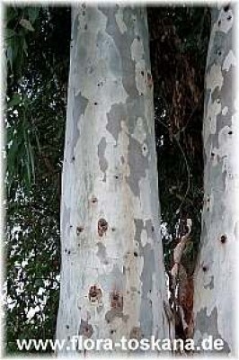 eucalyptus_globulus_-_digi.jpg