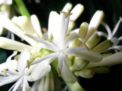 Palme blüte makro1.jpg