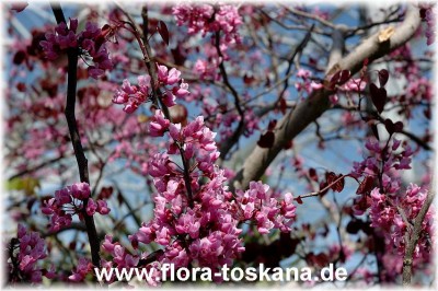 cercis_canadensis_forest_pansy_bluete_2_-100407.jpg