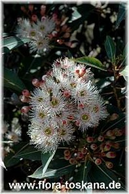 eucalyptus_camaldulensis_1_-_141005.jpg