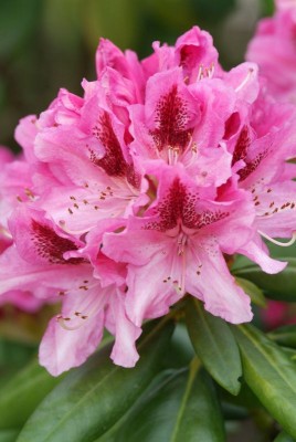 2383-Rhododendren.jpg