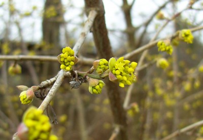 Cornus Mas9687.jpg