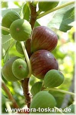 ficus_carica_turca3_-_200806.jpg