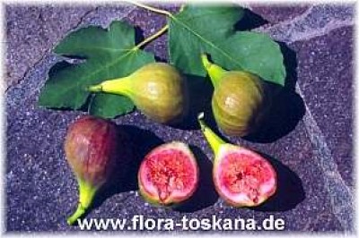 ficus_carica_frucht_3_-_dia.jpg