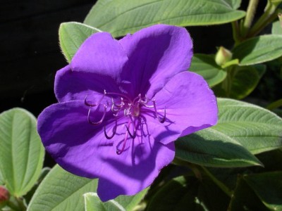 Tibouchina urvilleana - Veilchenbaum, Prinzessinnenblume.JPG