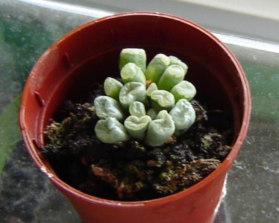 lithops 001.jpg