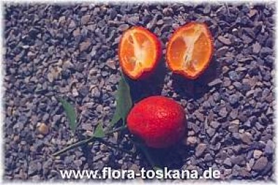 citrus_x_kucle_fruechte_-_dia.jpg