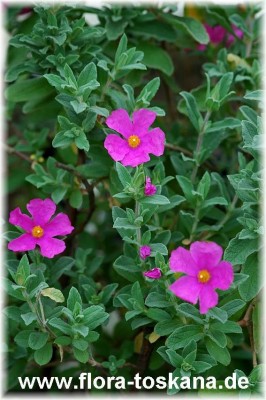 cistus_pulverulentus_sunset-_220405.jpg