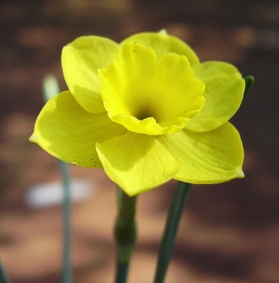 Narcissus rupicola (1).jpg