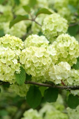 2410-Viburnum.jpg