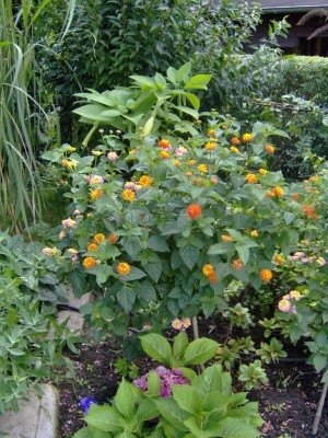 Wandelrosen baum orange.jpg