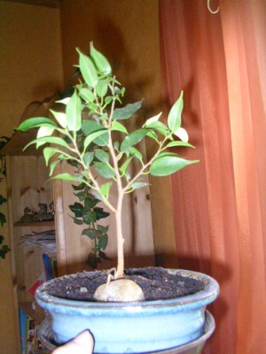 bonsai 001.JPG