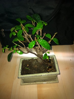 Bonsai 2.jpg