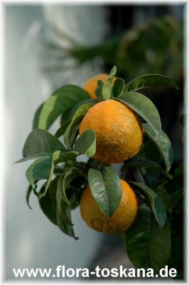 citrus_aurantium_crispifolia_10.jpg