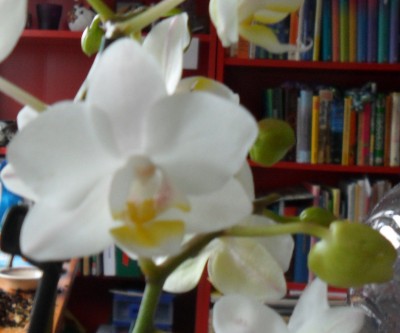 Orchideen 001.jpg