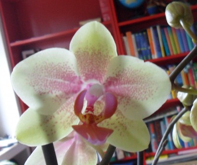 Orchideen 002.jpg