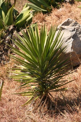 _439_2011_Kuba_Unterwegs_Trinidad-SantaClara_Aussichtspunkt_Agave.jpg