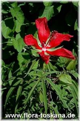 hibiscus_coccineus_2_-_221006.jpg