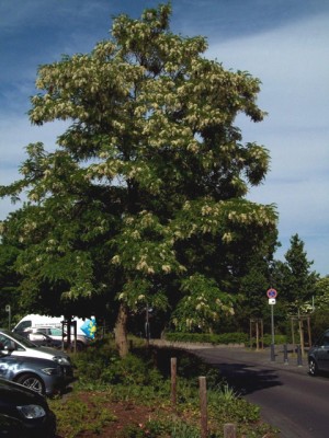 Robinia pseudoa. 4.jpg