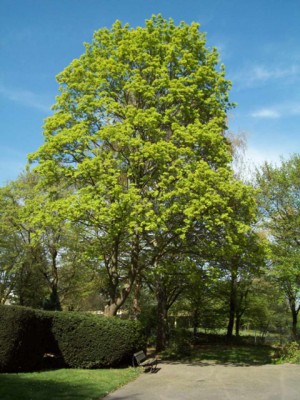 Acer platanoides 1.jpg