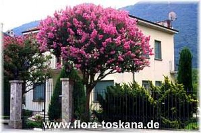 lagerstroemia_indica_halbstamm_ausgepflanzt_-_dia.jpg