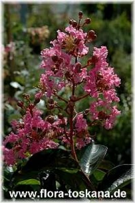 lagerstoemia_indica_rosea_1_-_200806.jpg