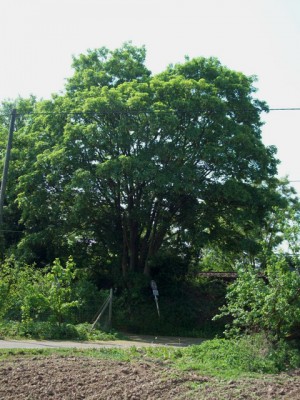 Acer pseudoplatanus 1.jpg