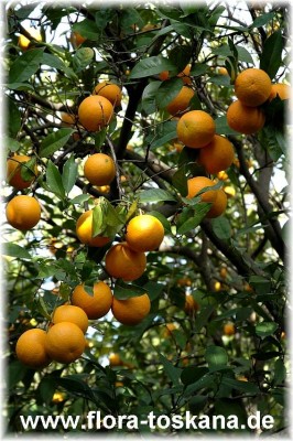 citrus_sinensis_valencia_late_13.jpg