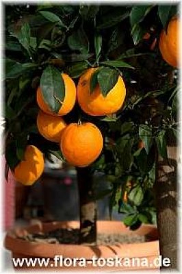 citrus_clementina_fortune_3_-_270605.jpg