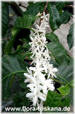 coffea_arabica_3_-_digi.jpg