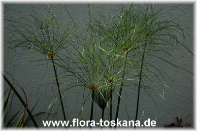 cyperus_papyrus_3_-_010706.jpg