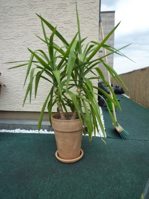 Yucca 1A - 2011.04 - 80cmm.JPG