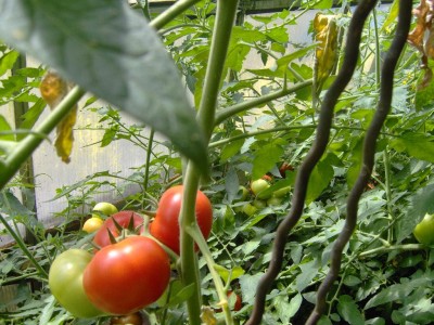 Tomaten.jpg