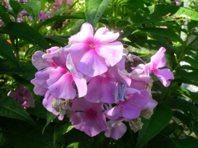 phlox 002.JPG