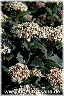 viburnum_tinus_12_-_digi.jpg