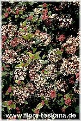 viburnum_tinus_11_-_digi.jpg