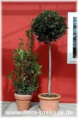 laurus_nobilis_sol_1_0405.jpg