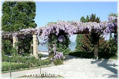 wisteria_sinensis_-_digi.jpg