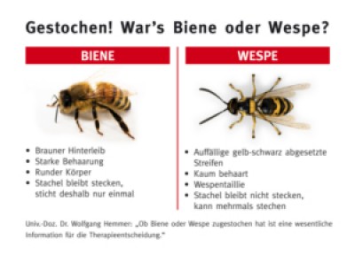 biene-wespe.jpg