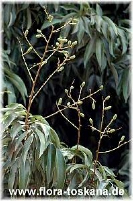 litchi_chinensis_bluete_3_-_051005.jpg