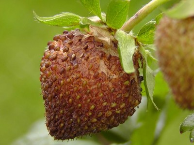 Erbeeren.JPG