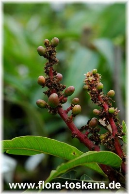 mangifera_indica_bluete_3_-_171005.jpg