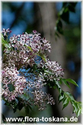 melaleuca_acuminata_bluete_200605.jpg